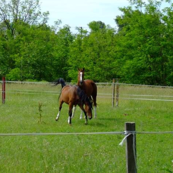 alfacity 2010 bckk 15 20100529 1995761630