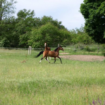 alfacity 2010 fero 12 20100606 1649732809