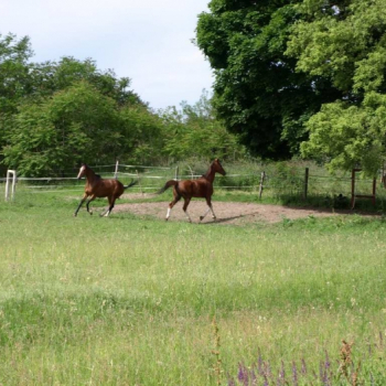 alfacity 2010 fero 13 20100606 1071534998