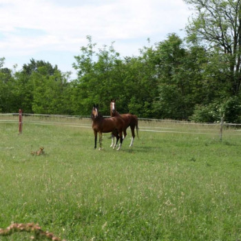 alfacity 2010 fero 15 20100606 1412858767