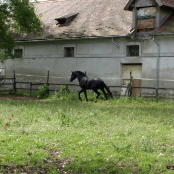 alfacity 2010 fero 19 20100606 1655293647