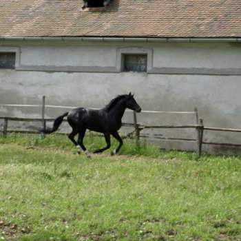 alfacity 2010 fero 20 20100606 1202376884