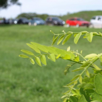 alfacity 2010 fero 25 20100606 2037934627