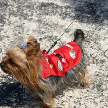 alfacity 2010 fero 78 20100606 1145568875