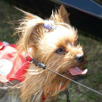 alfacity 2010 fero 89 20100606 1515138140