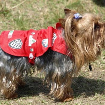 alfacity 2010 fero 94 20100606 1488420510