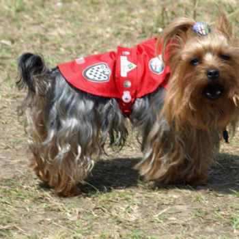 alfacity 2010 fero 95 20100606 1488161651