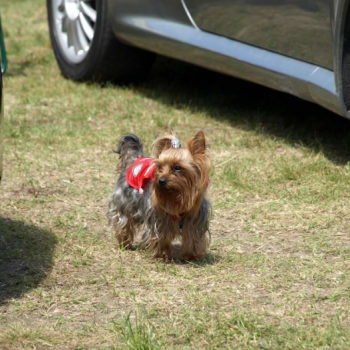 alfacity 2010 fero 98 20100606 1008637276