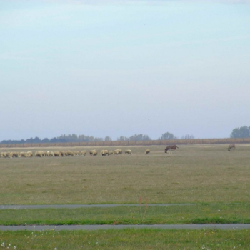 kaposjlak hungary 20110410 1150618913