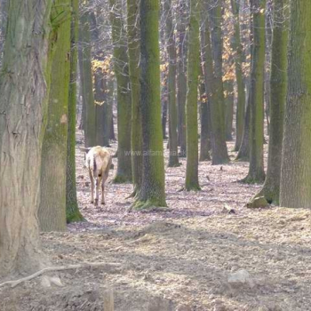 nitra 2009 46 20110410 1534851684
