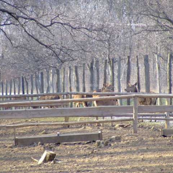 nitra 2009 47 20110410 1997460878