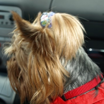 zilina fero 104 20100808 1052498829