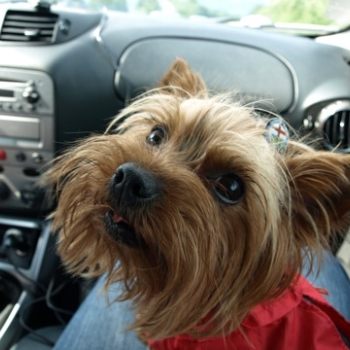 zilina fero 112 20100808 1610711909