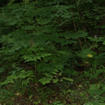 zilina fero 134 20100808 1259897411