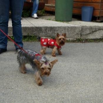 zilina fero 144 20100808 1448425952