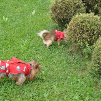 zilina lacot 105 20100813 1804485266