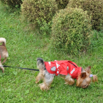 zilina lacot 106 20100813 1005319947